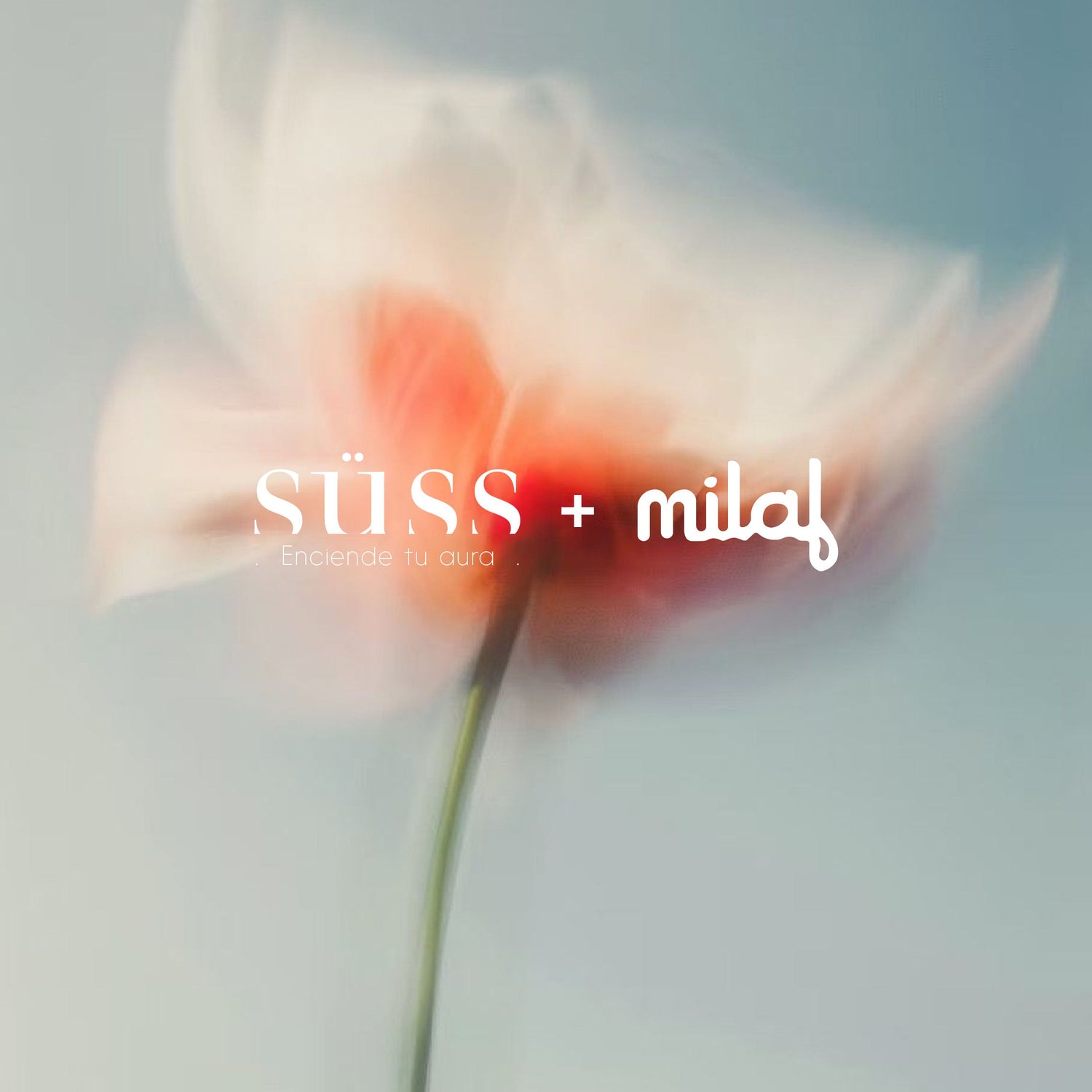 Collab Süss + Milab